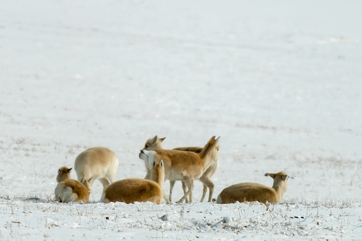 Nikon D2X sample photo. Antelope photography