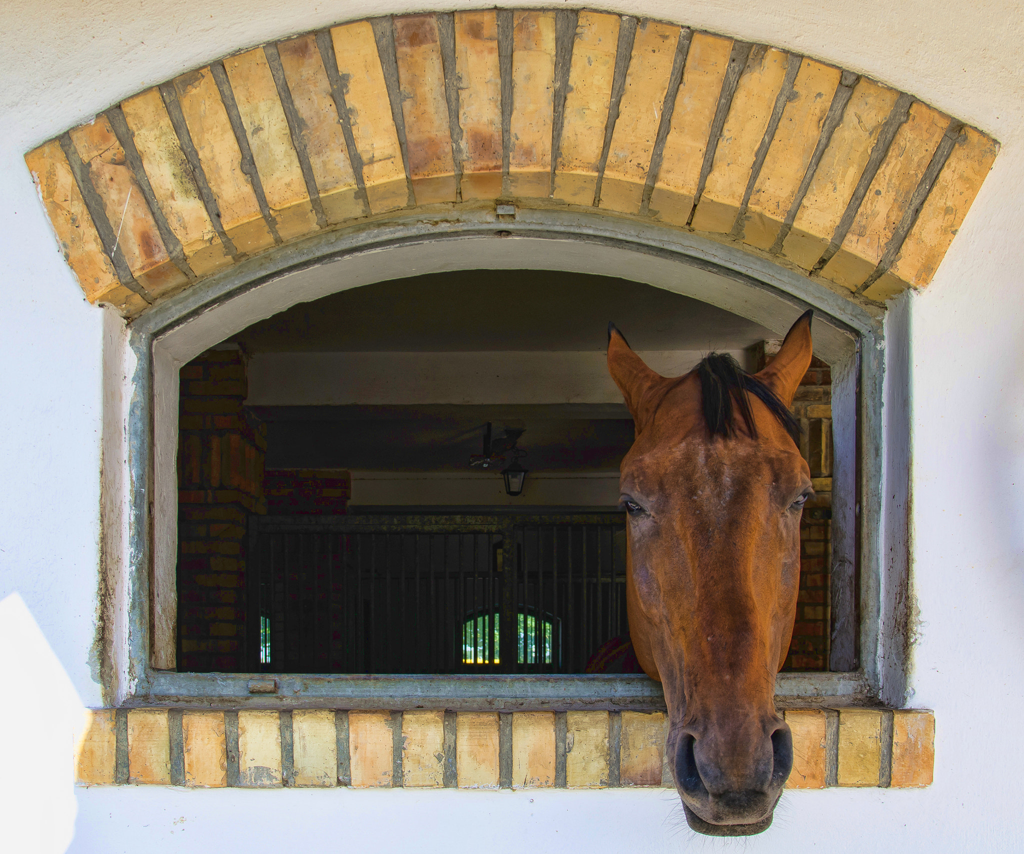 Sigma 17-70mm F2.8-4 DC Macro OS HSM sample photo. The horse looks out the window photography