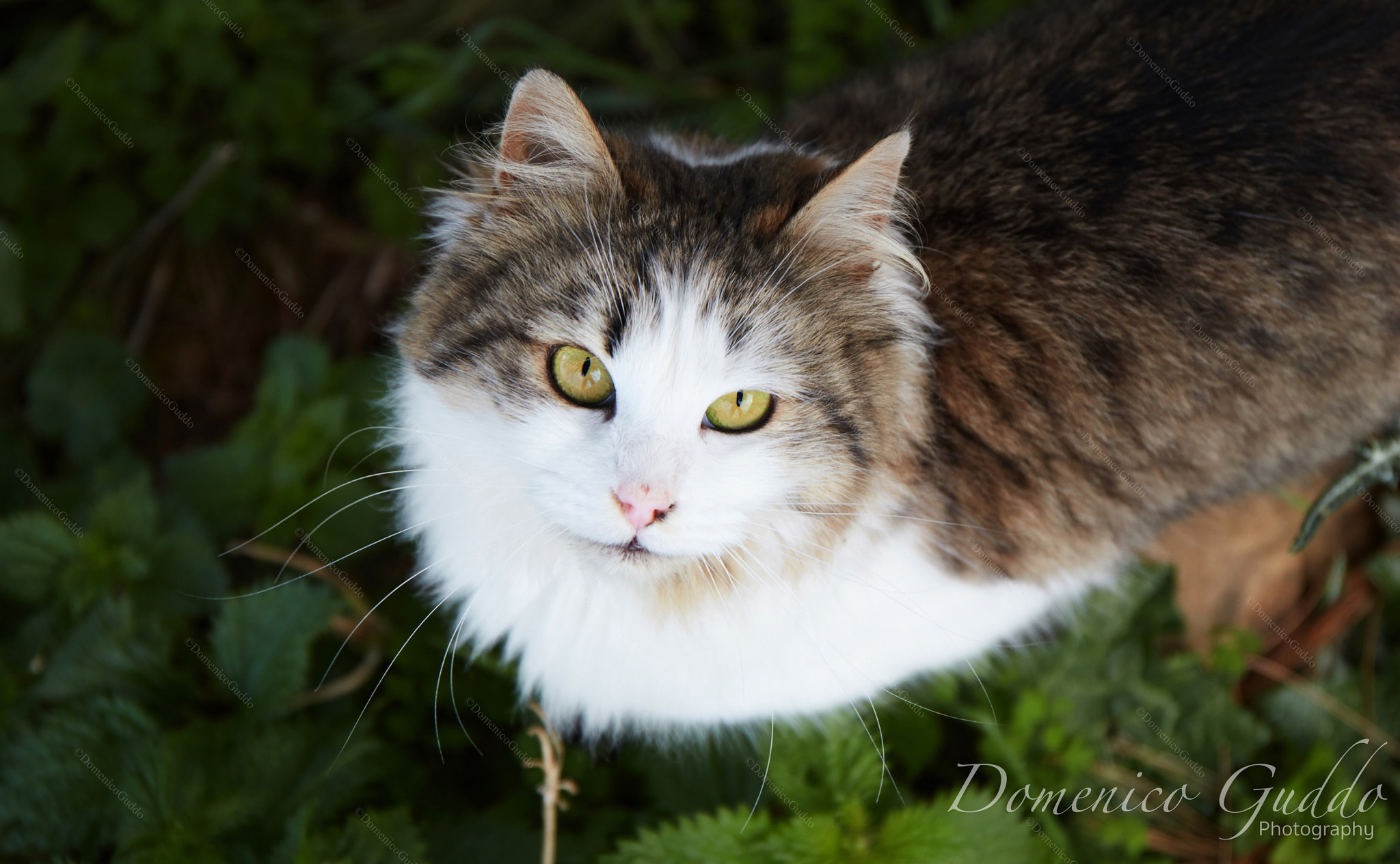 Canon EF 24-70mm F4L IS USM sample photo. Tenderly photography