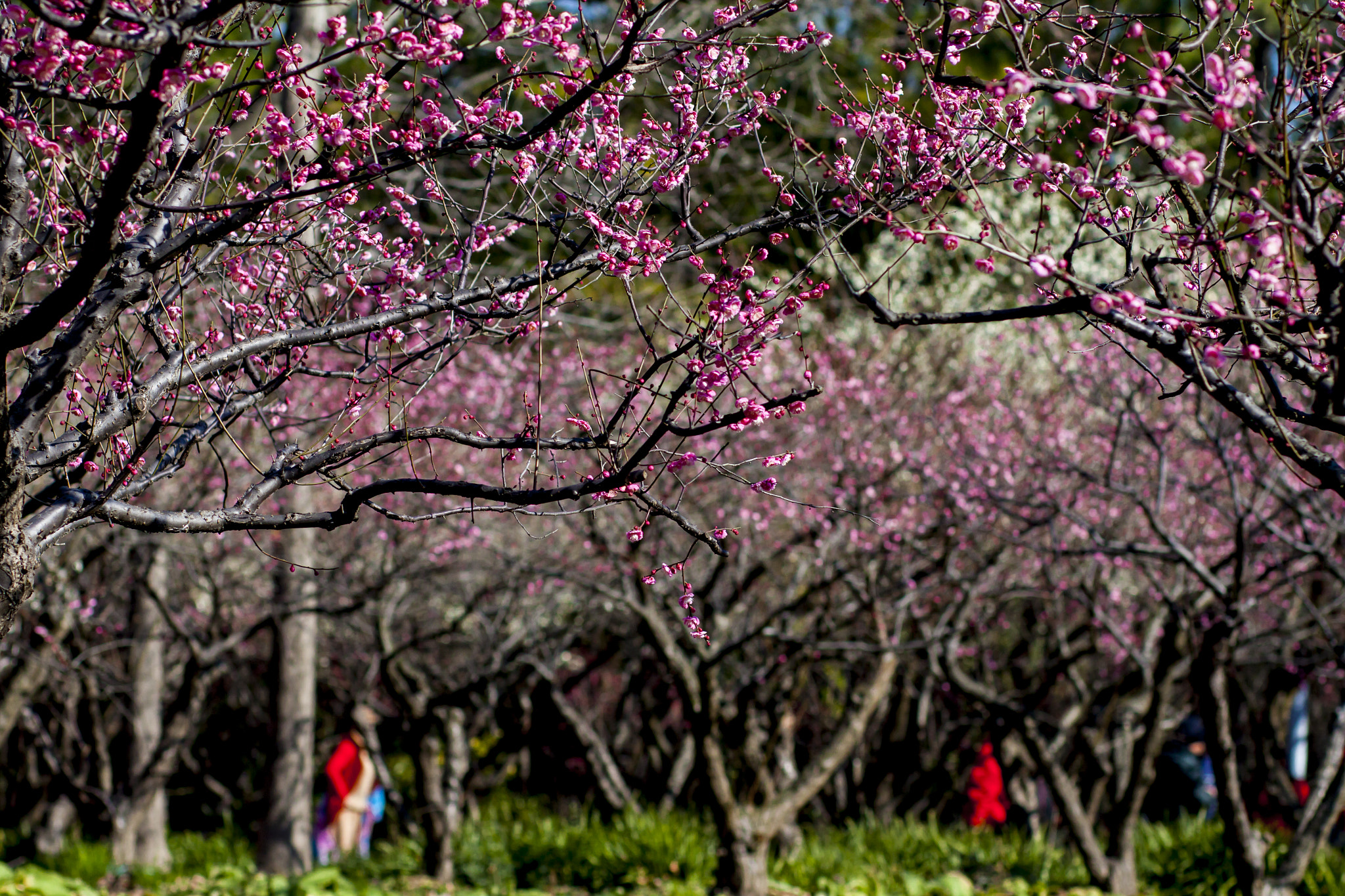 Canon EOS 50D + Canon EF 85mm F1.8 USM sample photo. Flower profusely photography