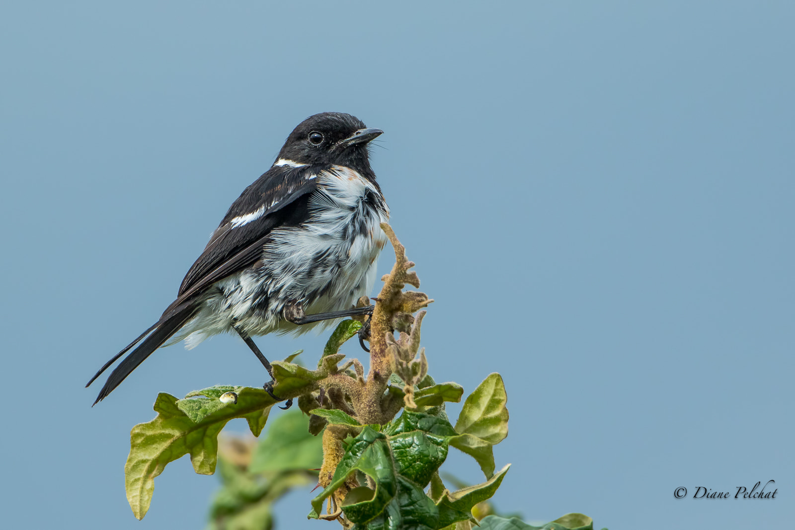 Canon EOS 7D Mark II sample photo. African stonechat photography