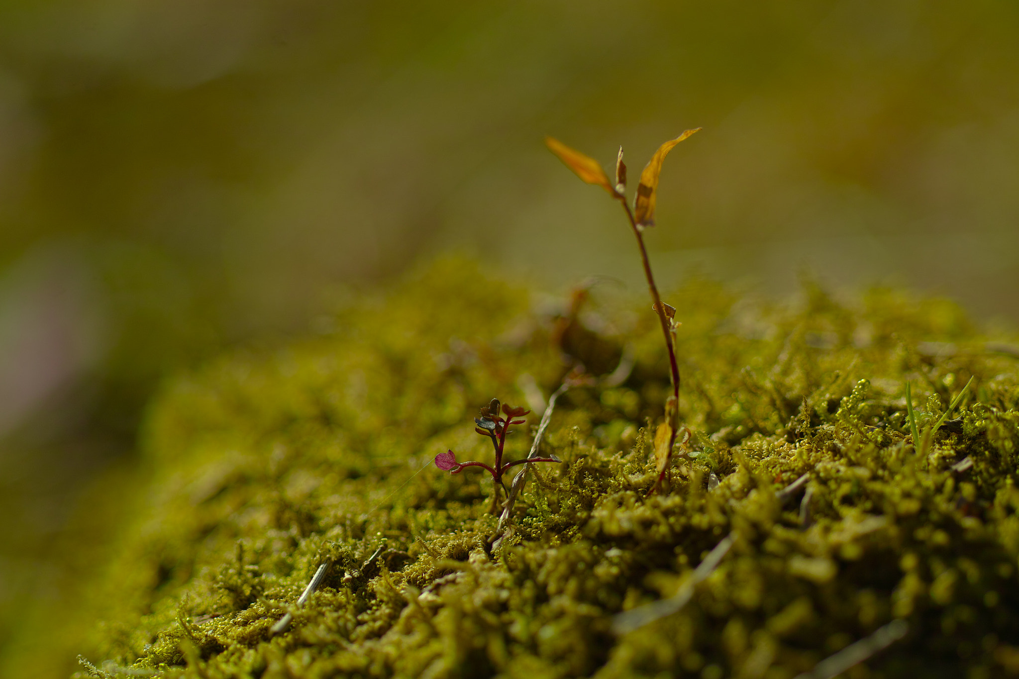 Sigma SD1 Merrill + Sigma 70mm F2.8 EX DG Macro sample photo. Fumi photography