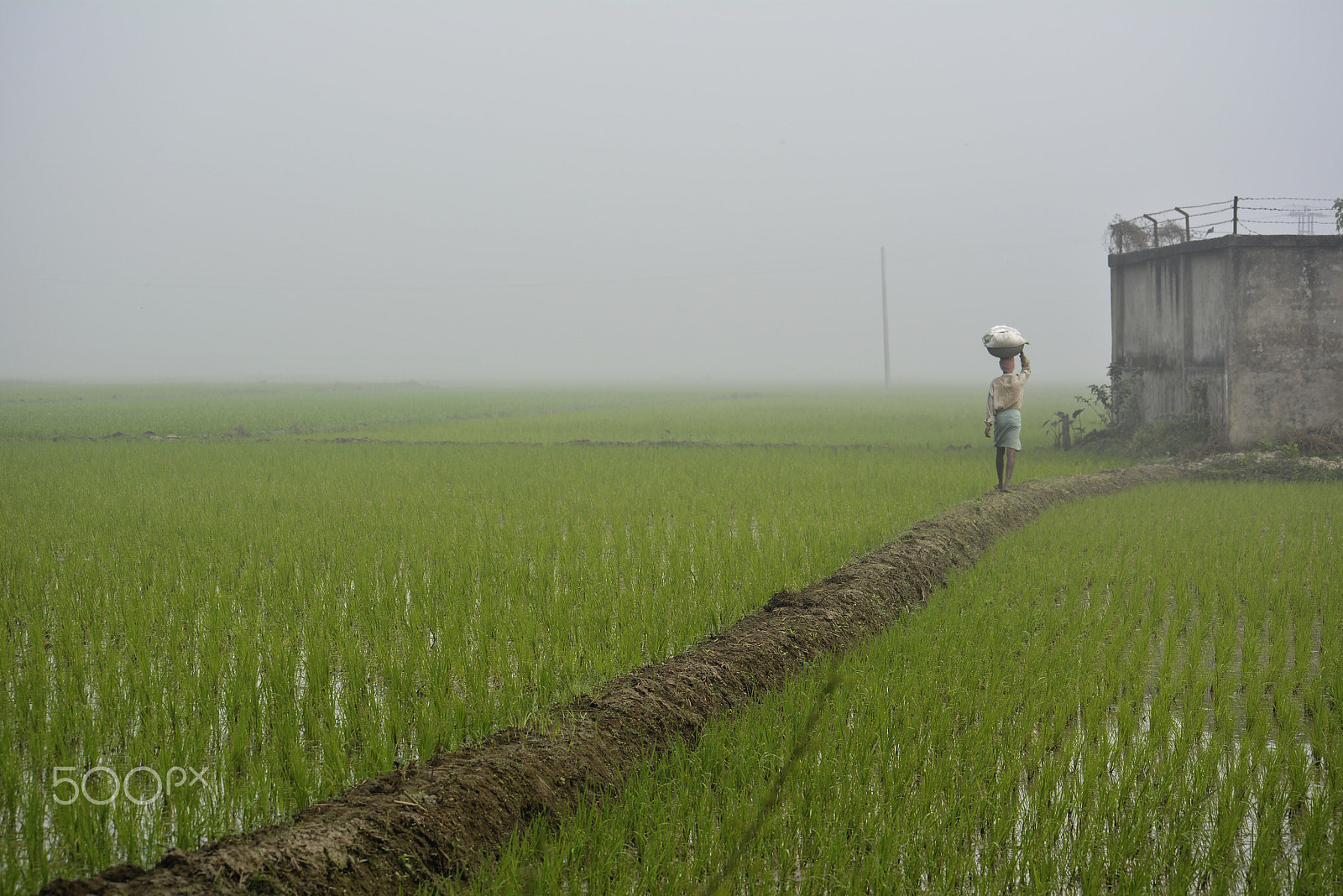 Nikon D5200 + Sigma 70-300mm F4-5.6 DG OS sample photo. Work in foggy morning photography