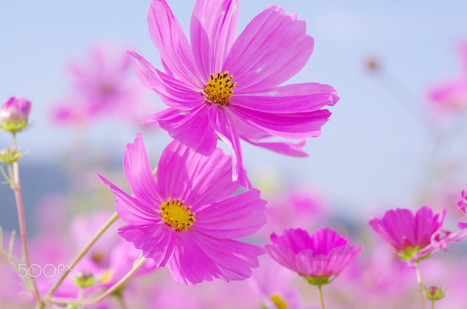 Pentax K-50 sample photo. Wind in autumn 3 photography