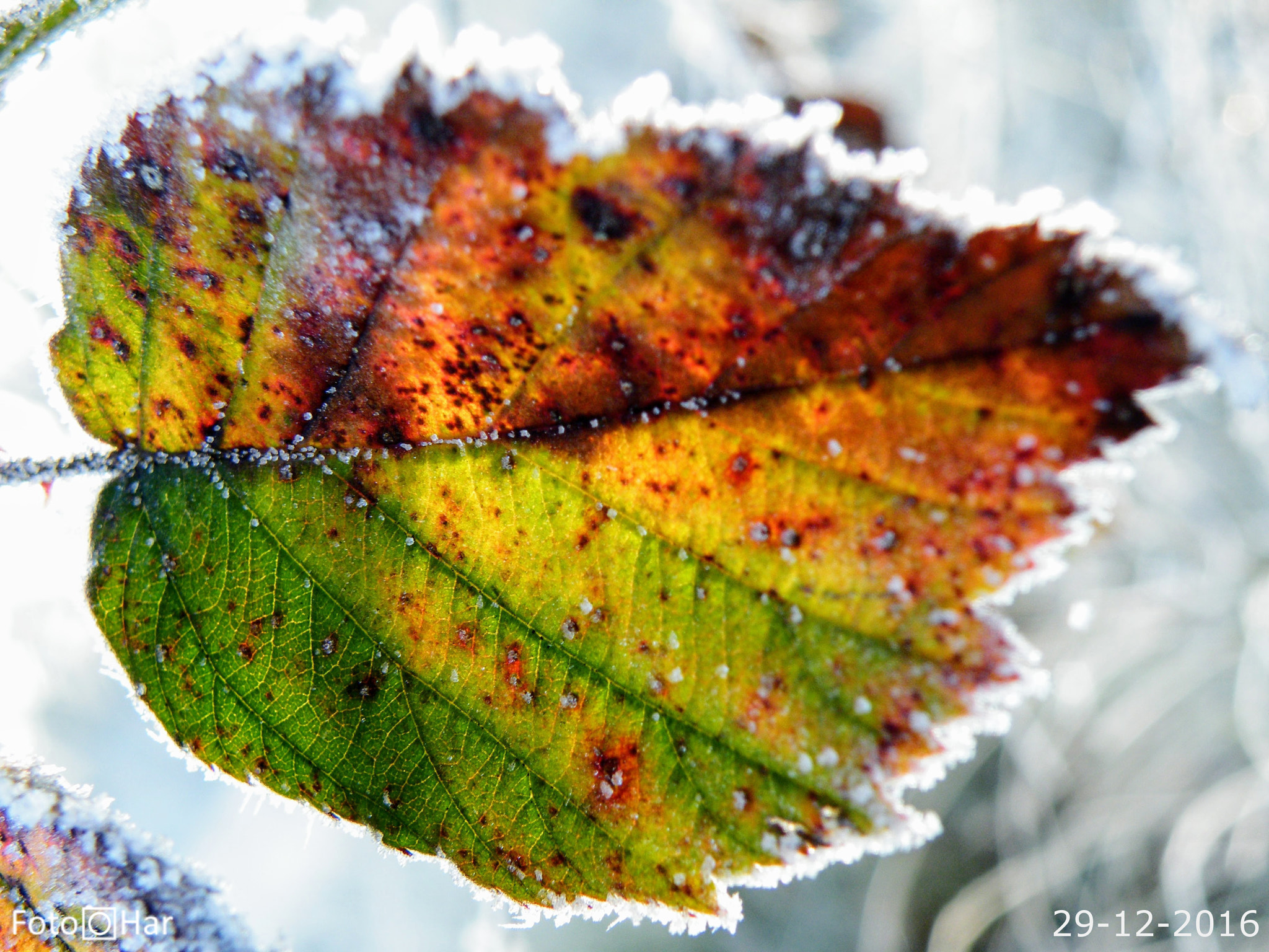 Fujifilm FinePix S8100fd sample photo. Icy leaf photography