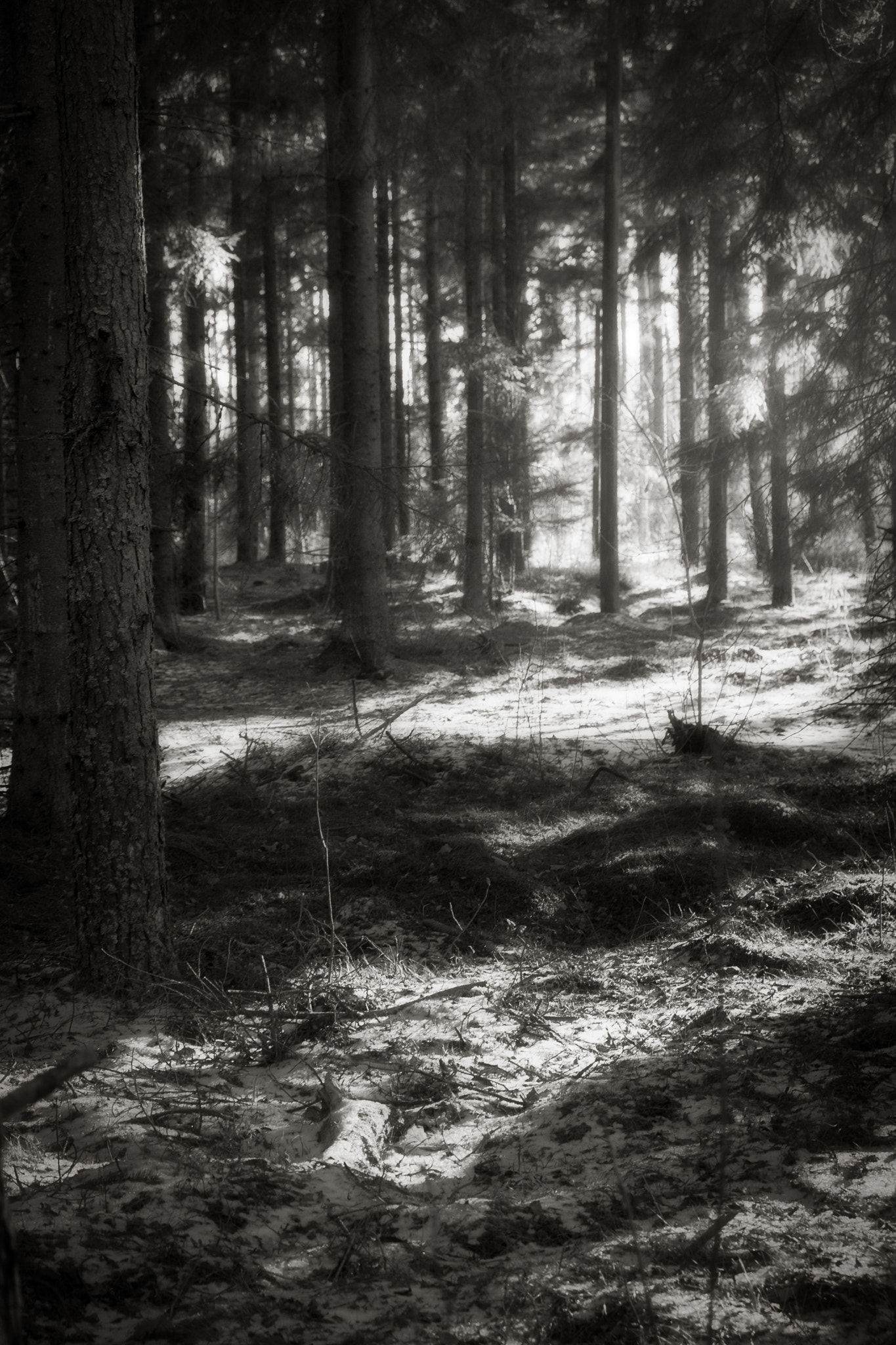 Fujifilm X-Pro2 + Fujifilm XF 18-55mm F2.8-4 R LM OIS sample photo. Winter forest photography