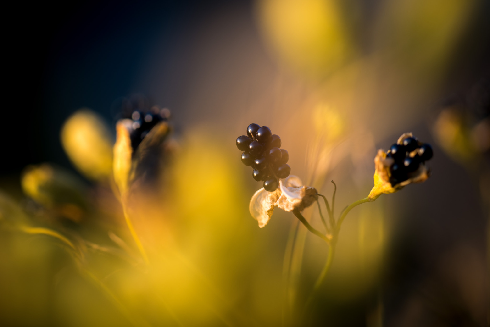 ZEISS Apo Sonnar T* 135mm F2 sample photo. Yellow & black photography