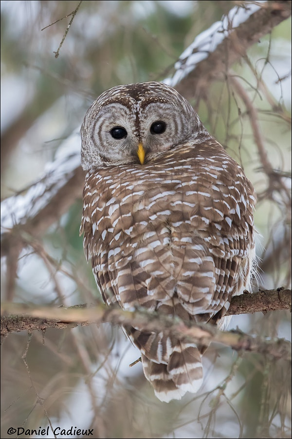 Canon EF 500mm F4L IS II USM sample photo. Barred owl in forest photography