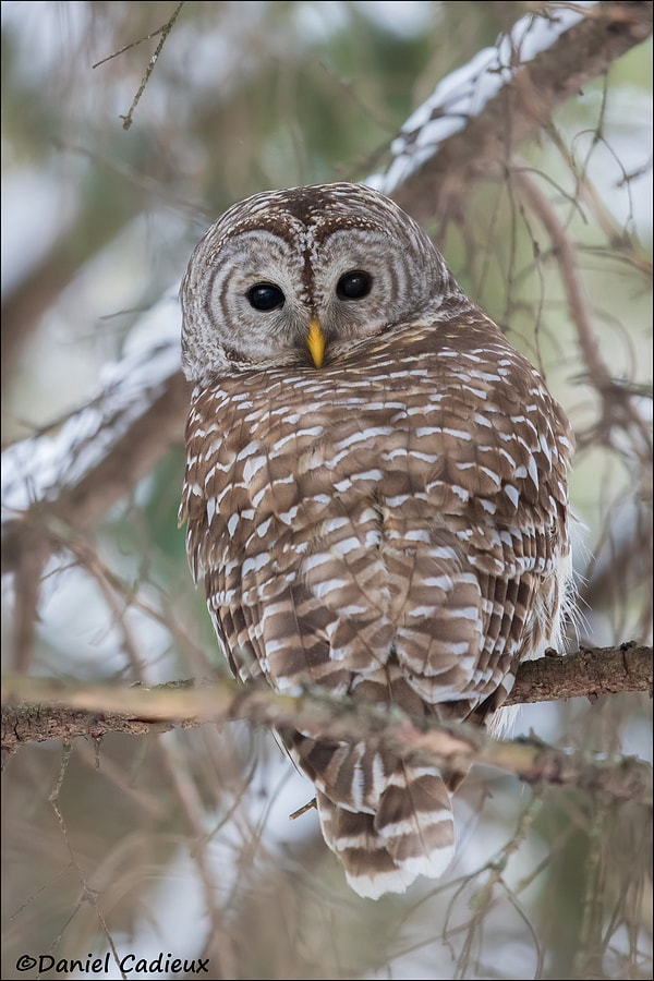 Canon EF 500mm F4L IS II USM sample photo. Barred owl in forest photography