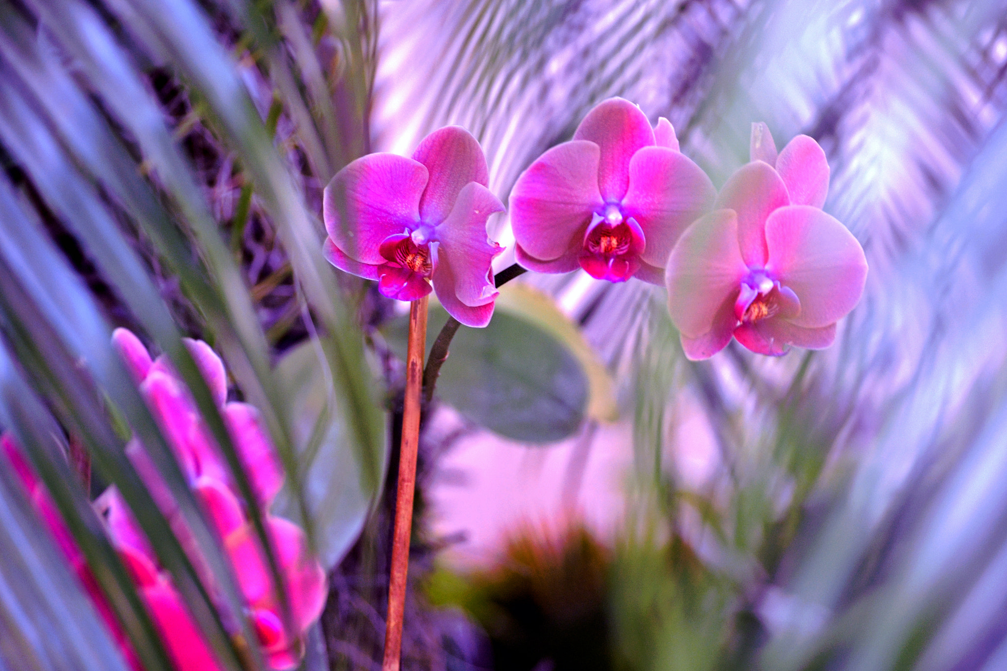 Nikon D3100 sample photo. Pretty in pink photography