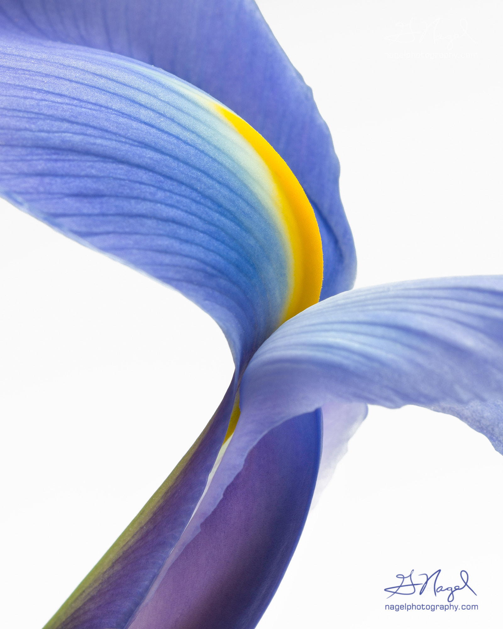 Nikon D800 + Nikon AF Micro-Nikkor 200mm F4D ED-IF sample photo. Purple iris photography