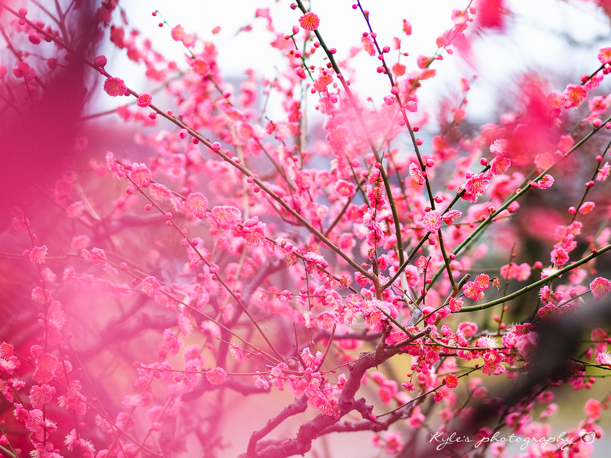 Olympus OM-D E-M1 + Olympus M.Zuiko Digital ED 75mm F1.8 sample photo. Plum blossoms photography