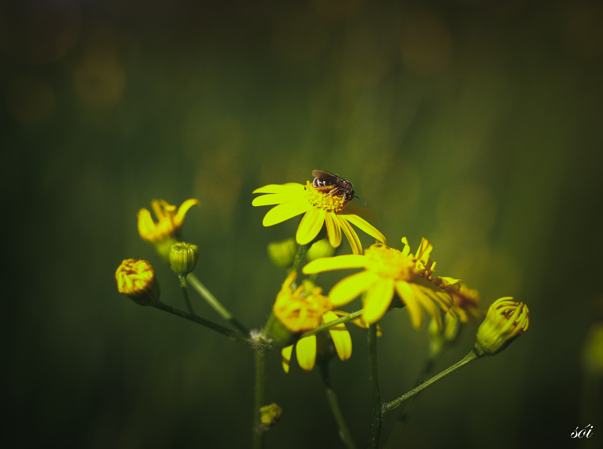 Canon EOS 70D + Sigma 35mm F1.4 DG HSM Art sample photo. 105.jpg photography