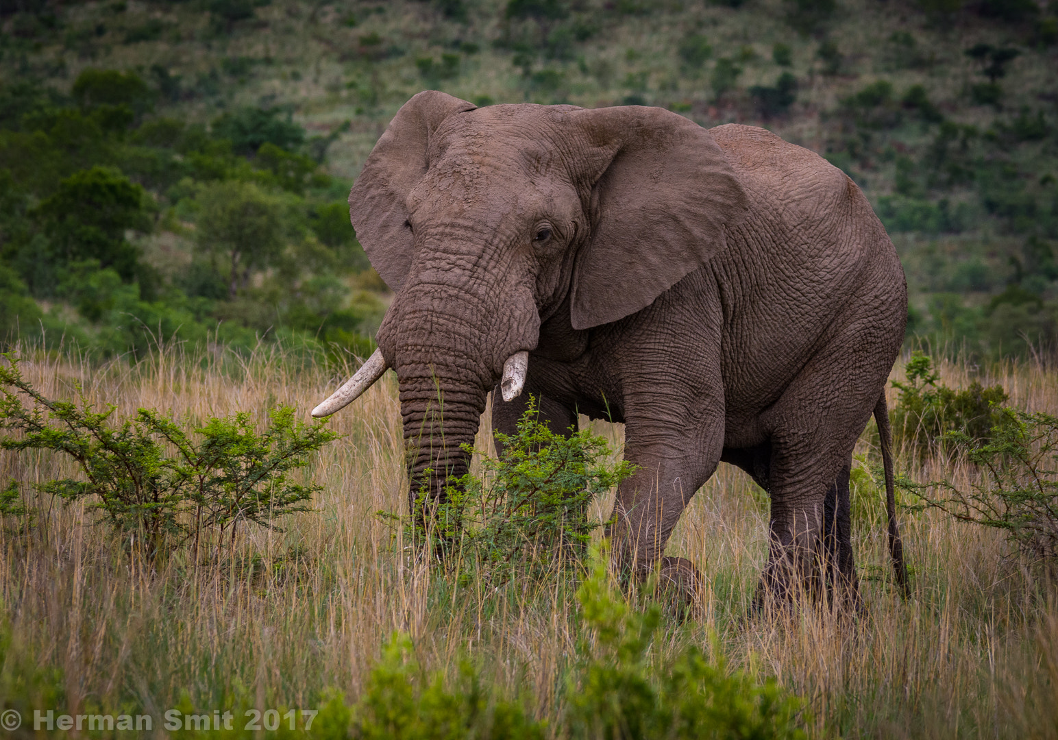 Nikon D7200 + Sigma 150-500mm F5-6.3 DG OS HSM sample photo. Elephant photography