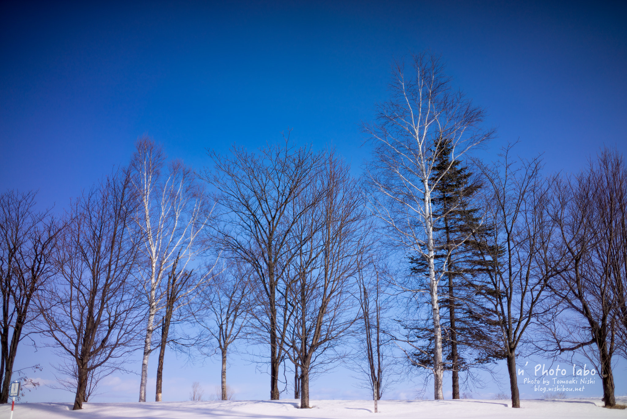 Sony a7R sample photo. 春待ち photography