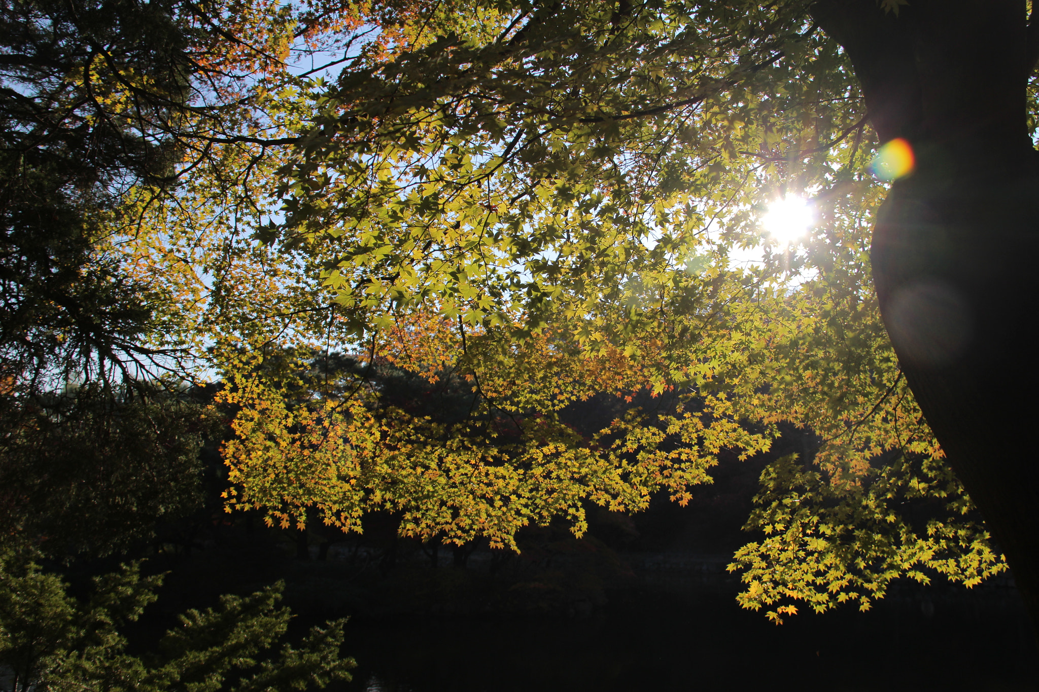 Canon EF-S 18-200mm F3.5-5.6 IS sample photo. 고궁에서 바라본`````단풍 photography