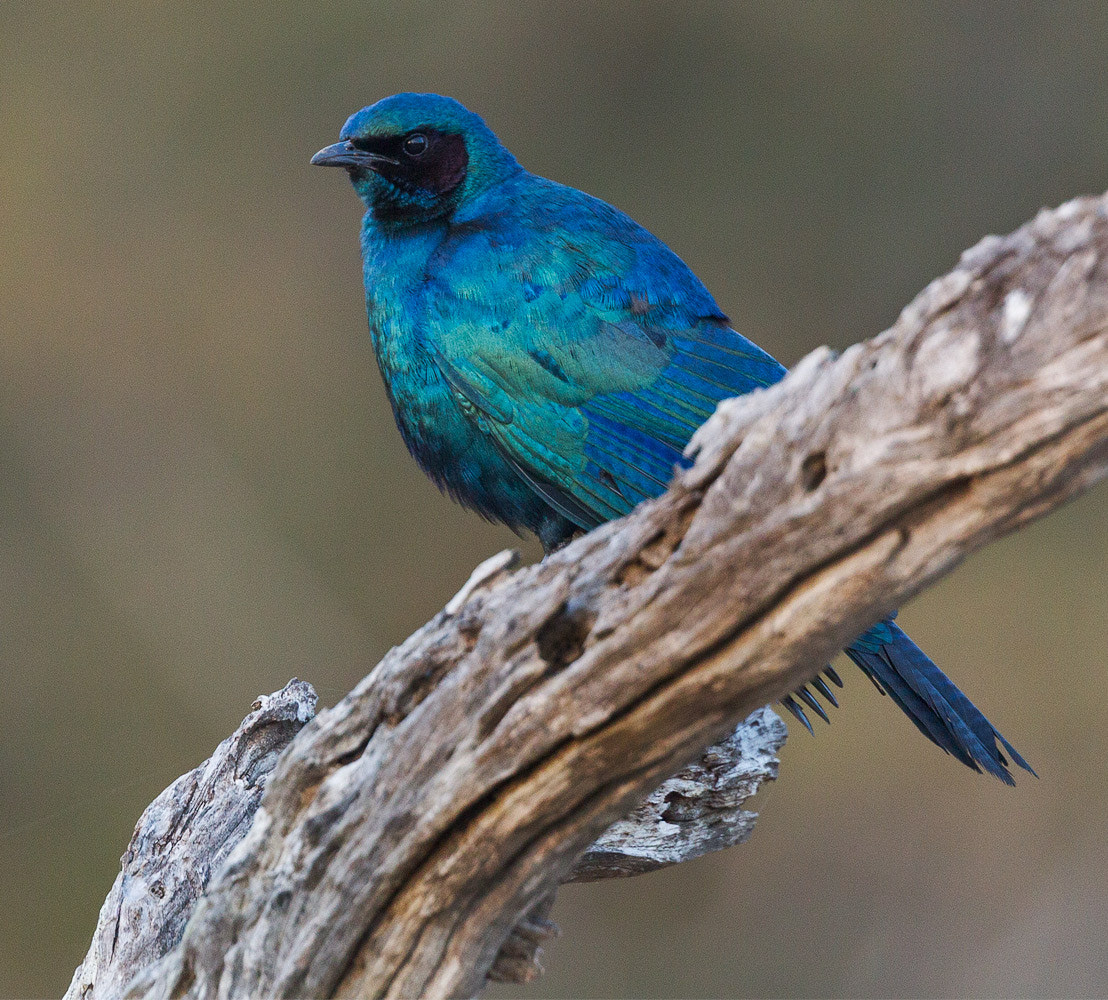 Canon EOS-1D Mark IV + Canon EF 300mm F2.8L IS II USM sample photo. Burchelstarling photography