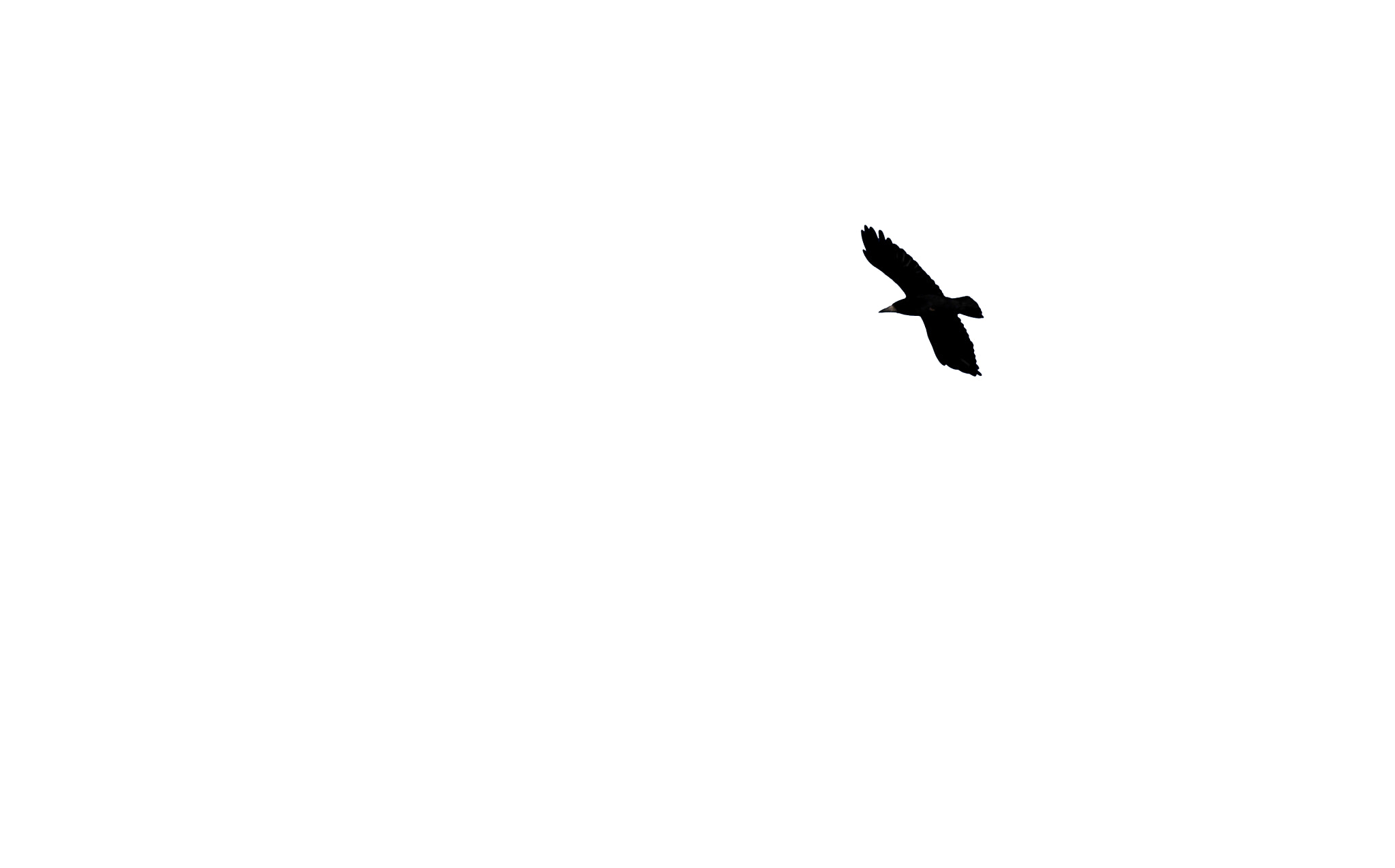 Panasonic Lumix DMC-GH3 sample photo. The bird photography