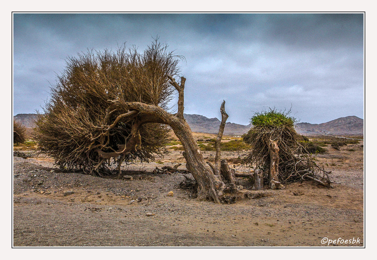 Canon EOS 60D sample photo. Boavista photography