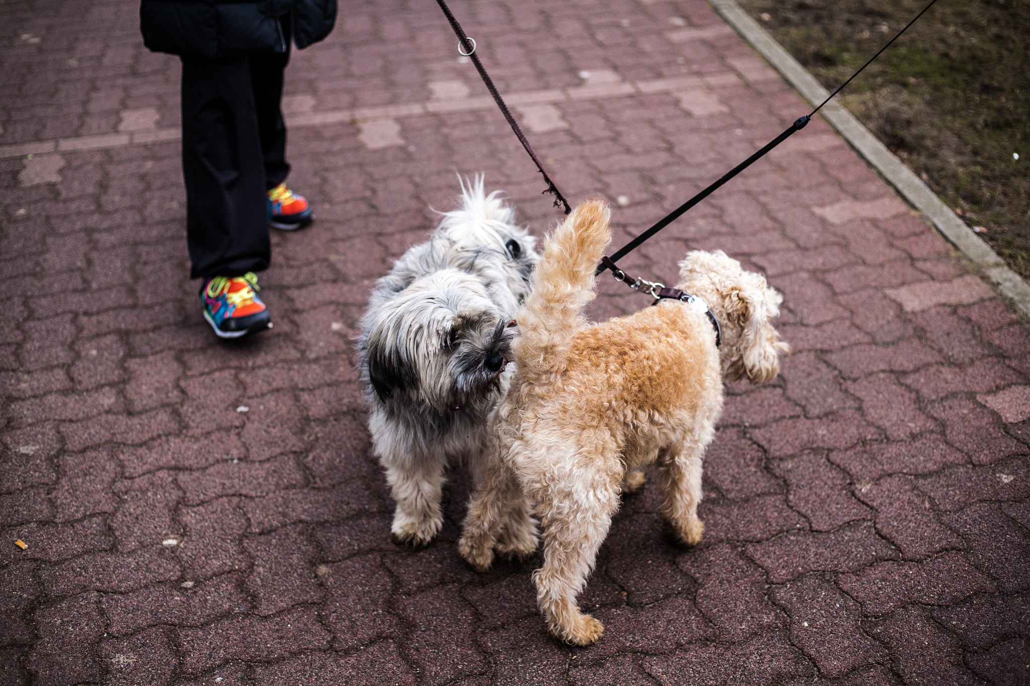 Canon EOS 5D + Canon EF 50mm F1.8 STM sample photo. Dogs and shoes photography