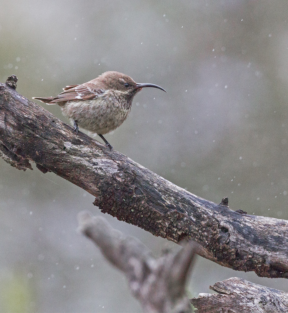 Canon EF 300mm F2.8L IS II USM sample photo. Scarletchestedsunbirdfem photography