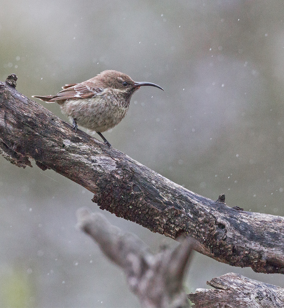 Canon EOS-1D Mark IV + Canon EF 300mm F2.8L IS II USM sample photo. Scarletchestedsunbirdfem photography