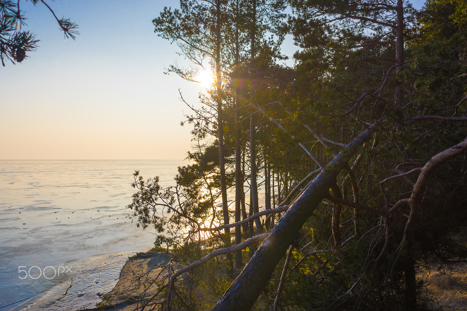 Pentax K-3 II sample photo. Curonian spit woods photography