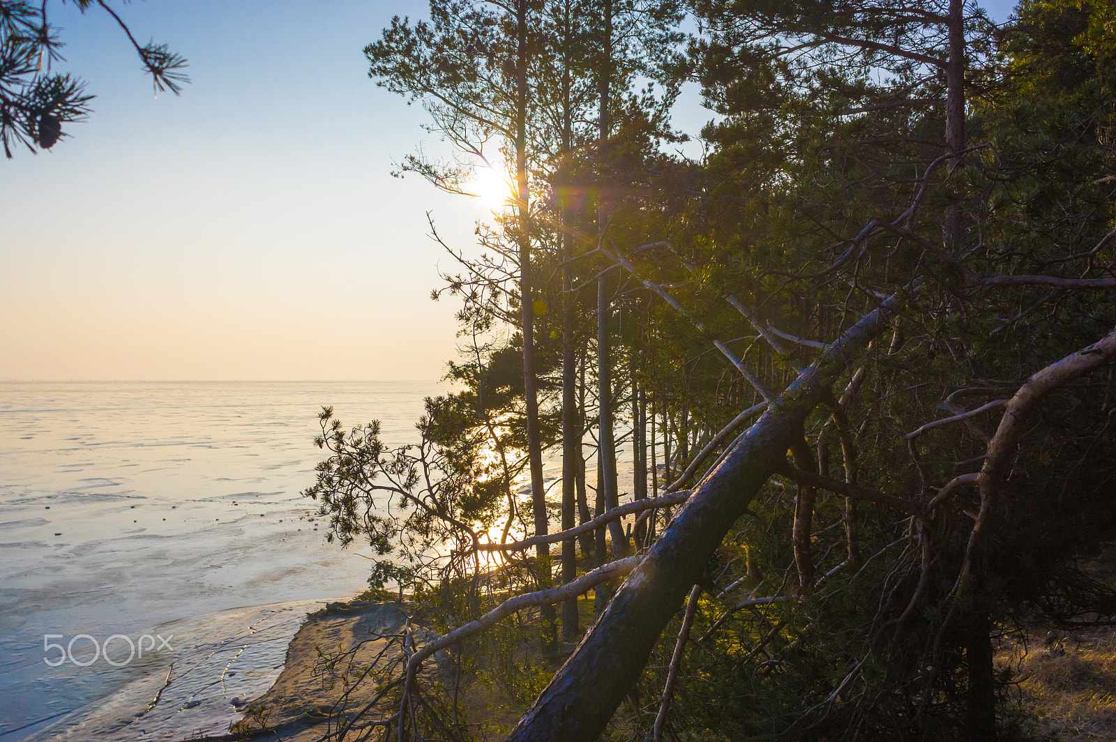 Pentax K-3 II + Pentax smc DA 21mm F3.2 AL Limited sample photo. Curonian spit woods photography