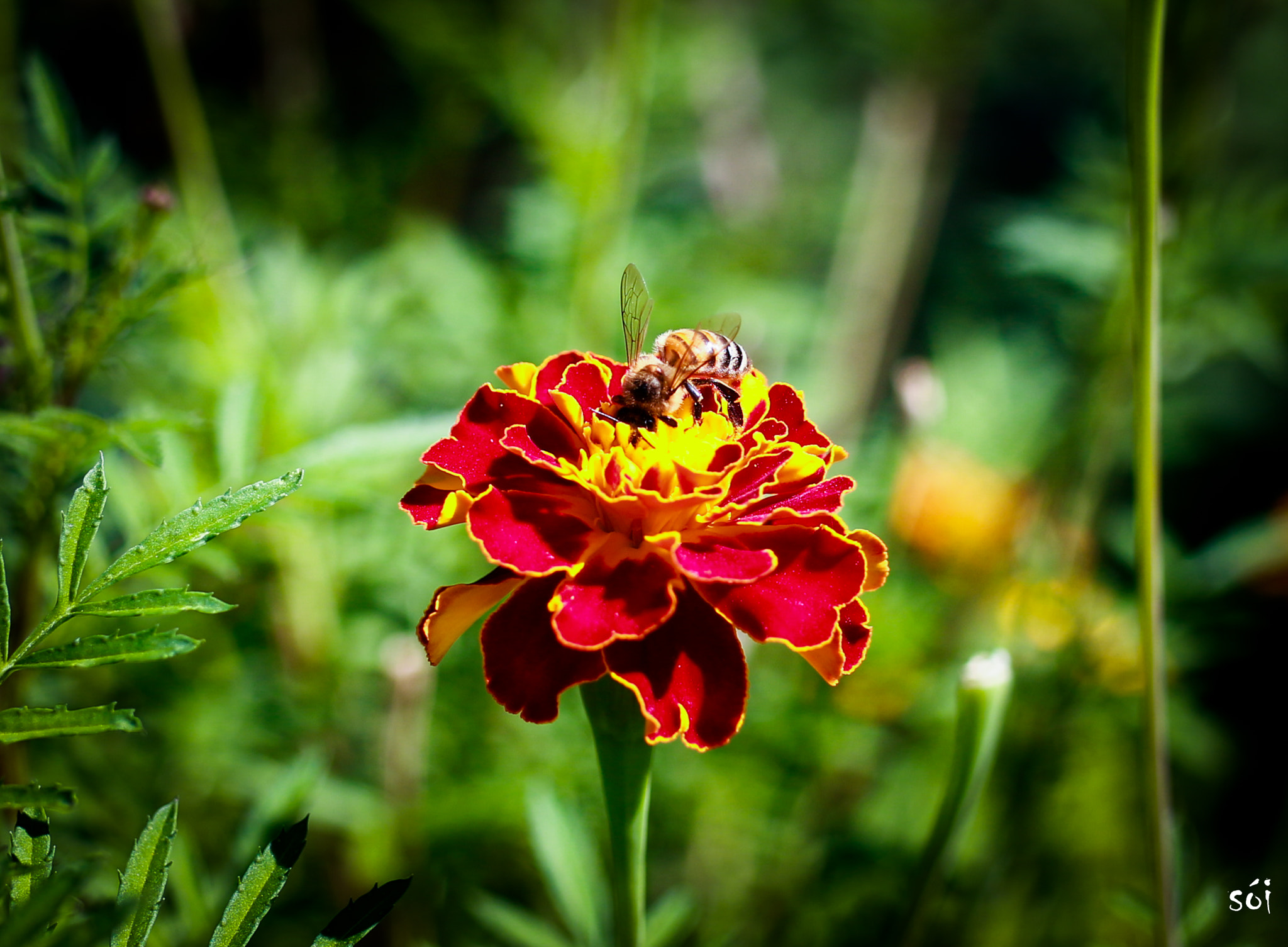 Canon EOS 70D + Sigma 35mm F1.4 DG HSM Art sample photo. Aa photography