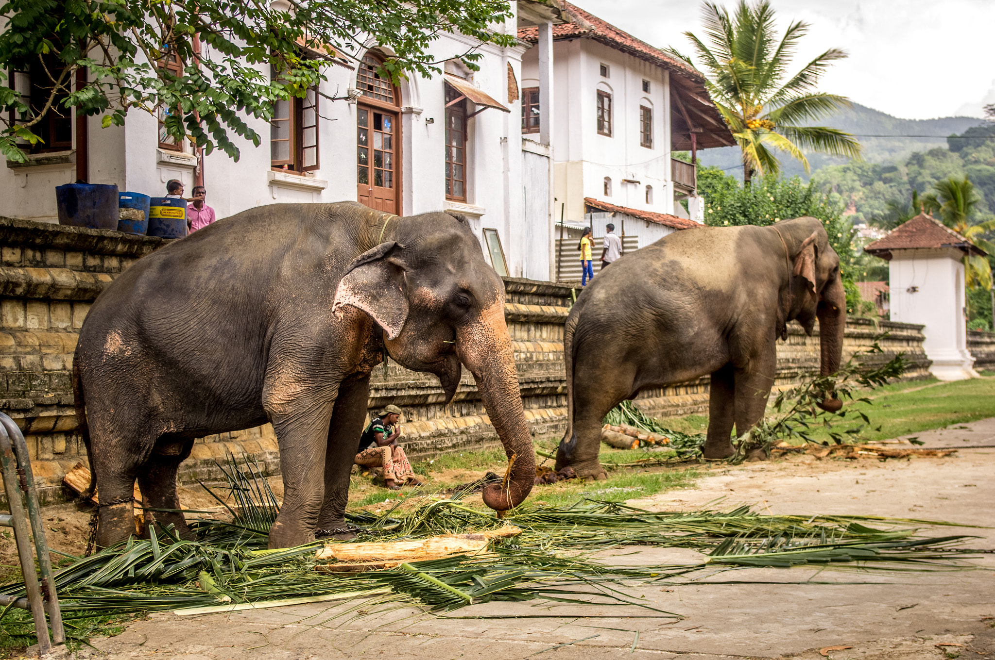 Pentax K-r sample photo. Sri lanka (2016) photography