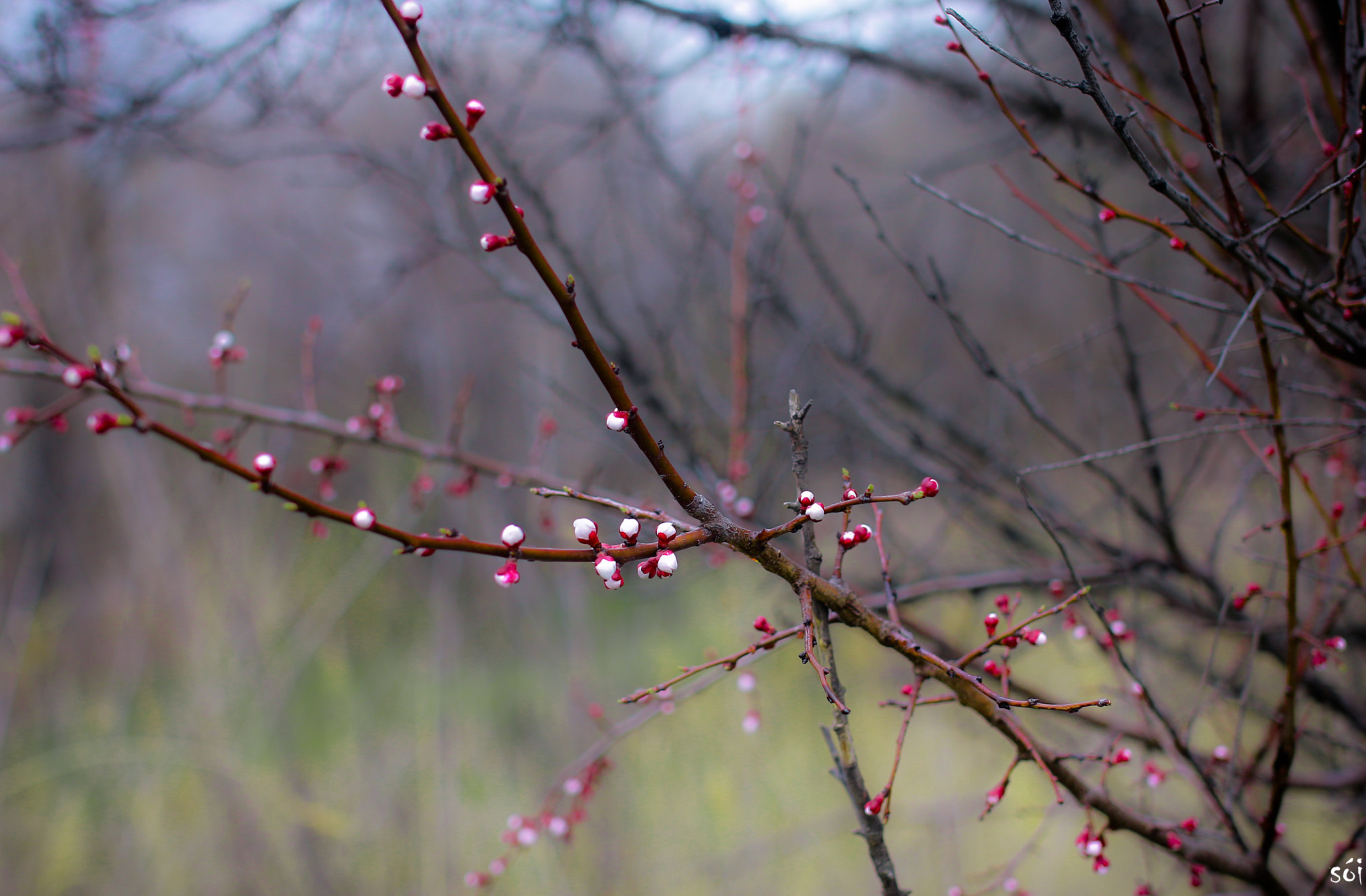 Canon EOS 70D + Sigma 35mm F1.4 DG HSM Art sample photo. Aabb photography