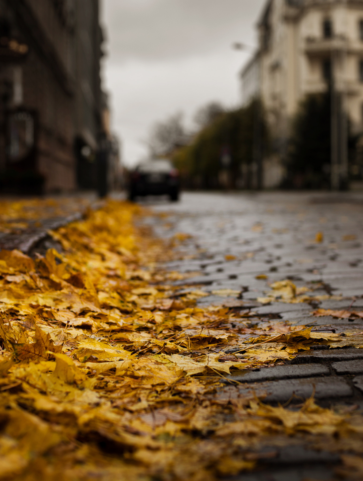 Nikon D610 + Nikon AF Nikkor 50mm F1.4D sample photo. Autumn  photography