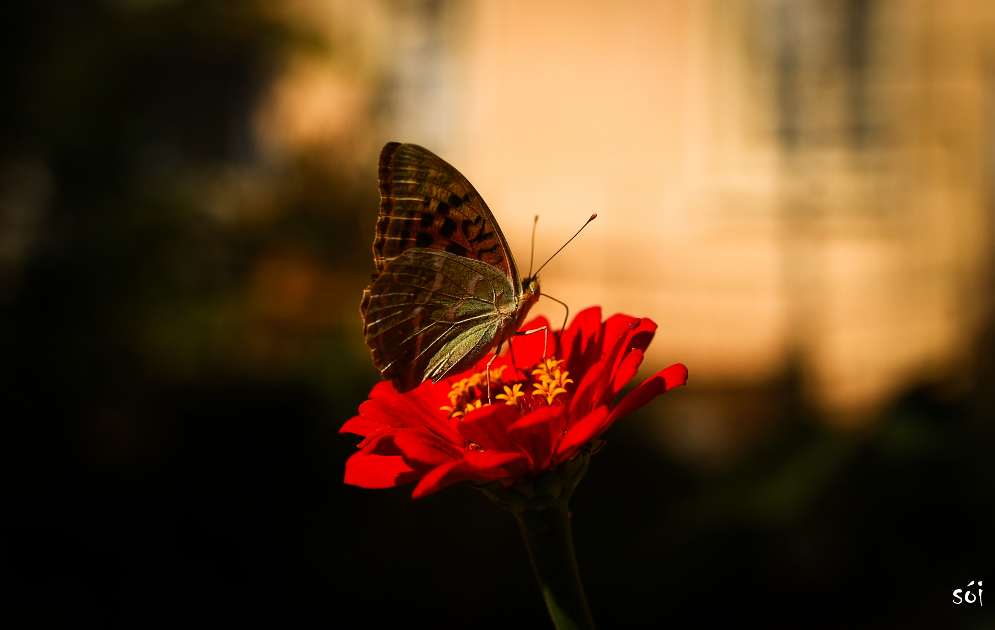Canon EOS 70D + Sigma 35mm F1.4 DG HSM Art sample photo. Bb photography