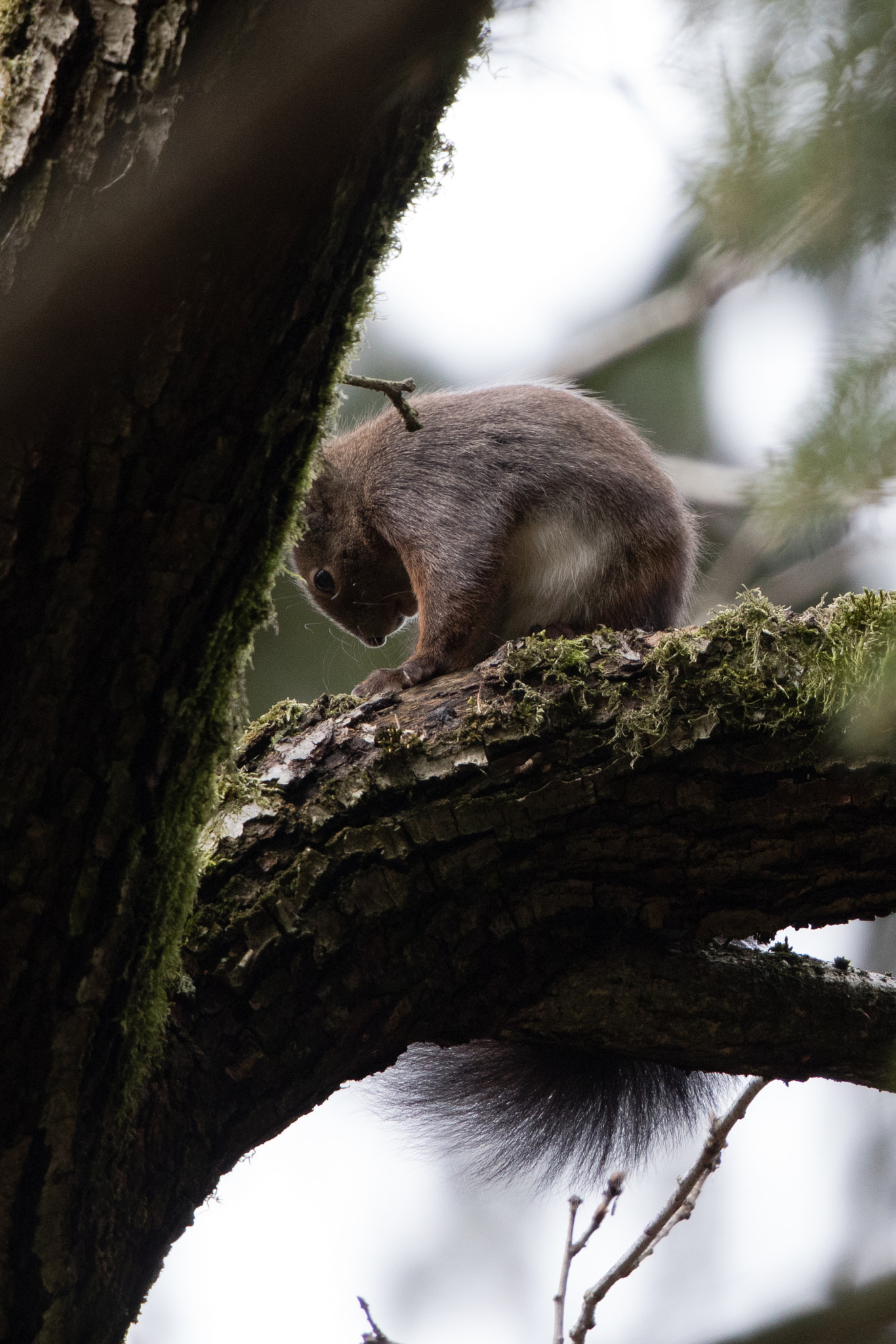 Canon EF 500mm F4L IS II USM sample photo. Puschel photography