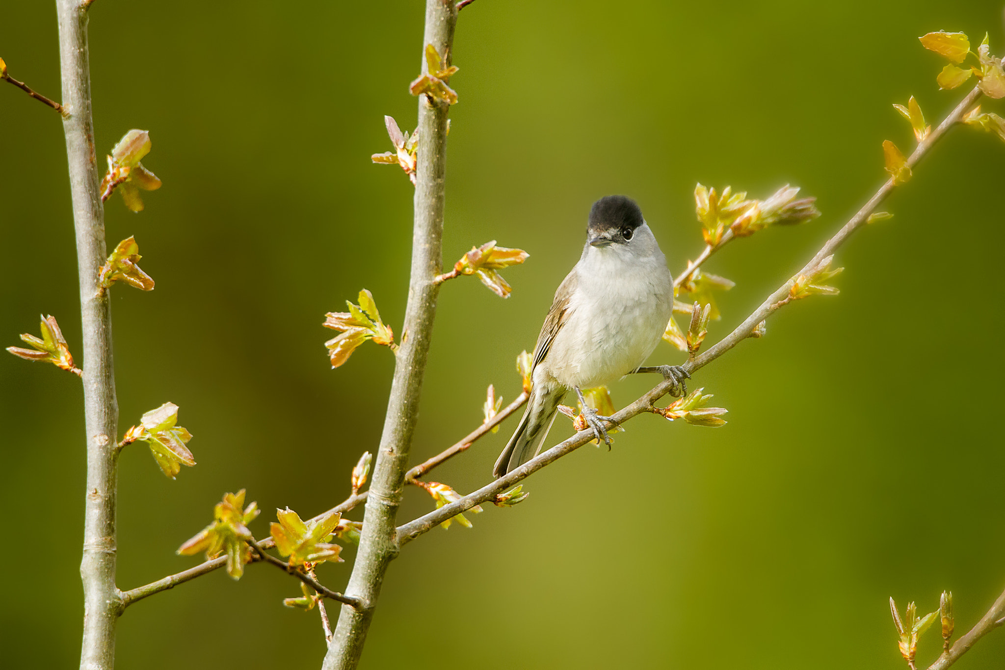 Canon EOS 7D + Canon EF 500mm F4L IS USM sample photo. Blackcap photography