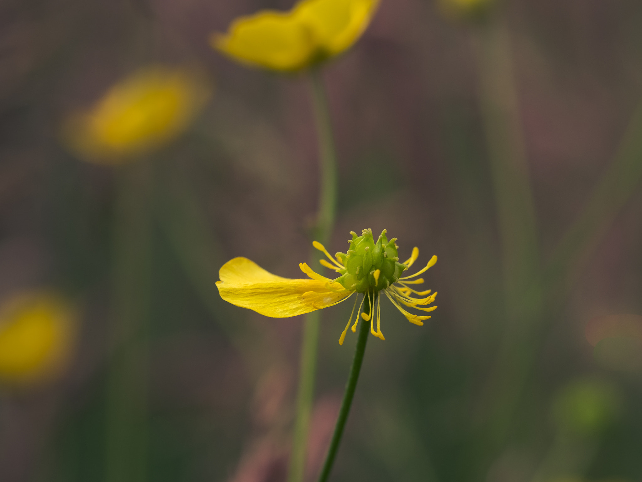 Fujifilm X-Pro2 + Fujifilm XF 60mm F2.4 R Macro sample photo. Only one... photography