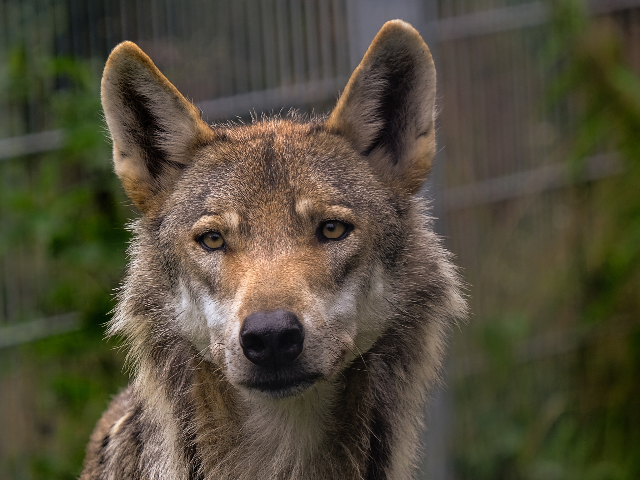 Fujifilm X-Pro2 + Fujifilm XF 55-200mm F3.5-4.8 R LM OIS sample photo. Wolf photography