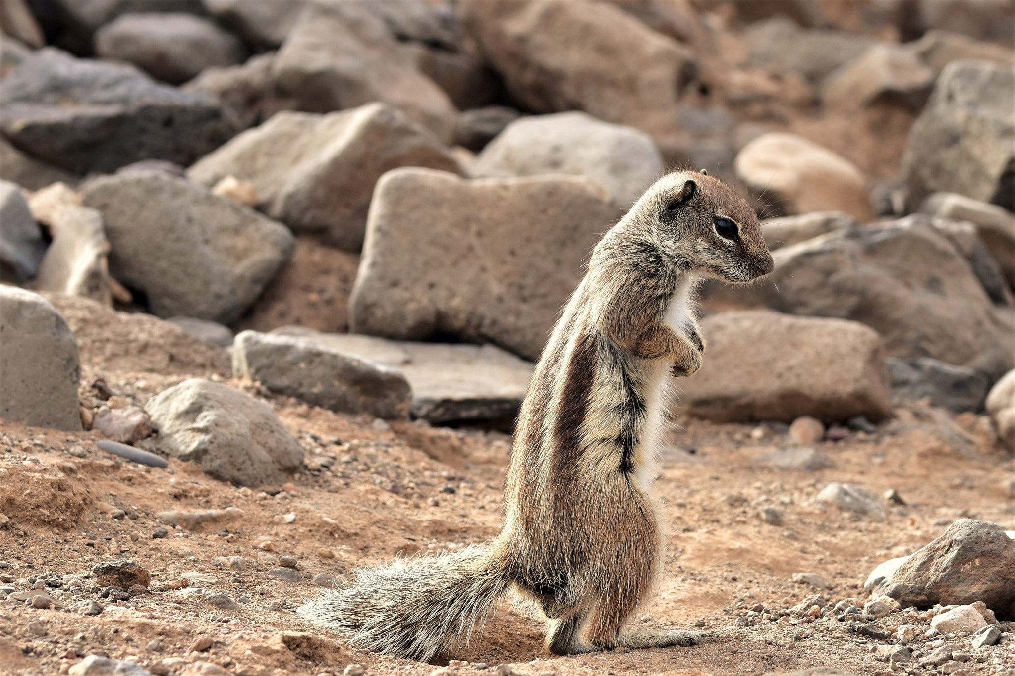 Sigma 105mm F2.8 EX DG OS HSM sample photo. Where is my snack? photography