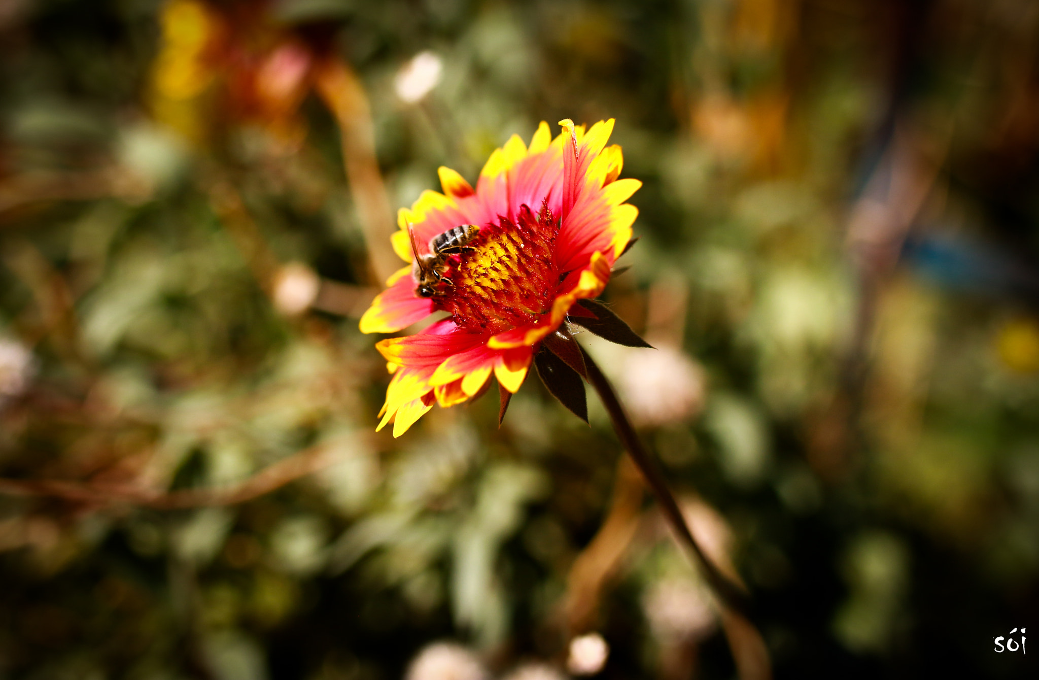 Canon EOS 70D + Sigma 35mm F1.4 DG HSM Art sample photo. Ho photography
