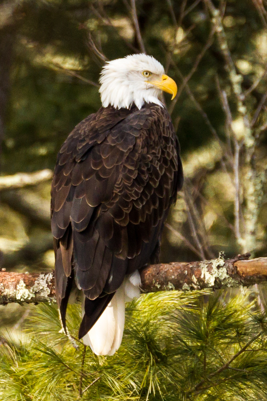 Canon EOS 7D + Canon EF 100-400mm F4.5-5.6L IS II USM sample photo. Bald eagle portrait. seen along the rio reservoir in forestburgh, ny photography