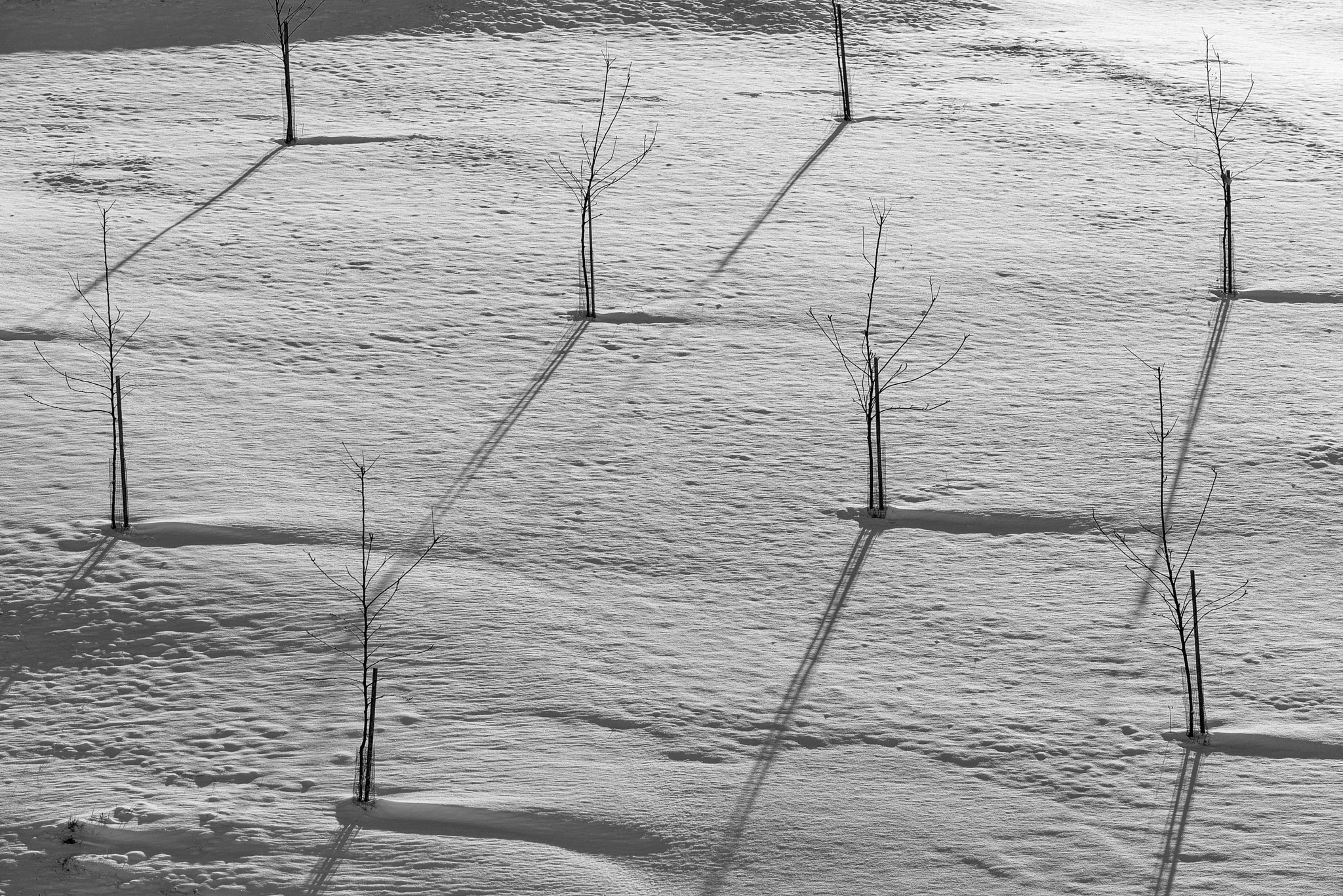 Nikon D810 sample photo. Winter abstract photography