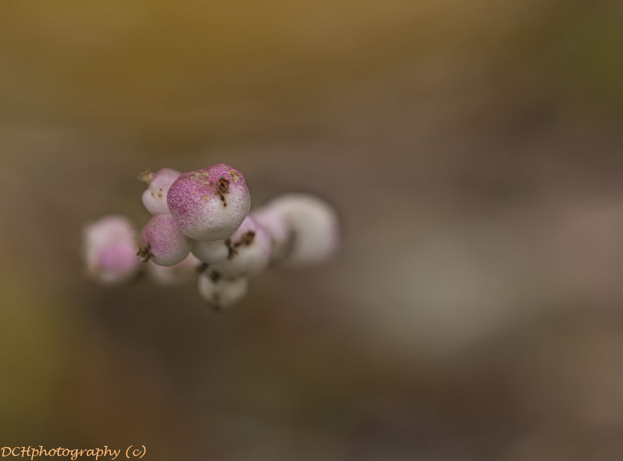 Canon EF 100mm F2.8L Macro IS USM sample photo. Nature awakens! photography