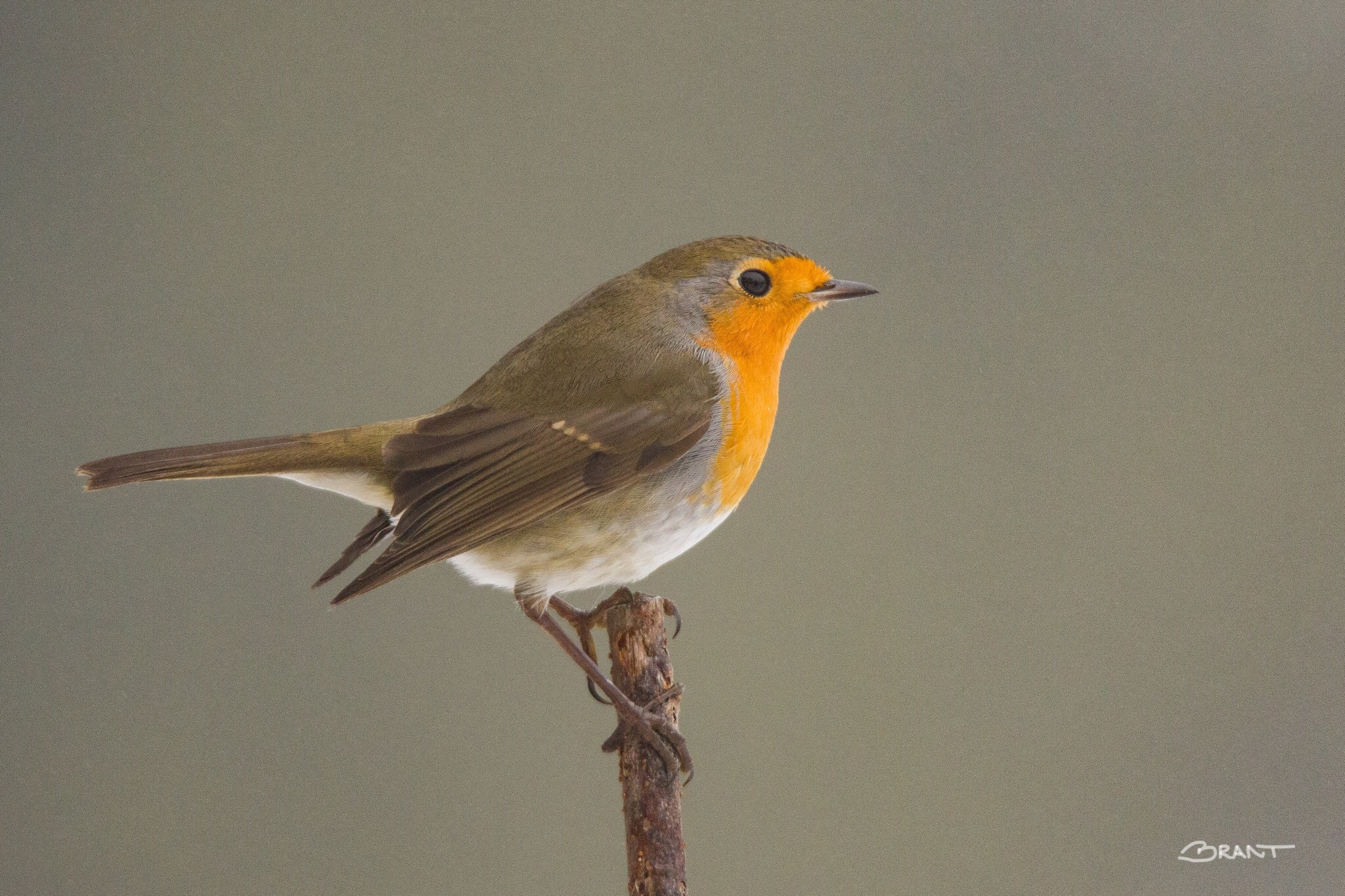 Sigma 150mm f/2.8 EX DG OS HSM APO Macro sample photo. Robin photography