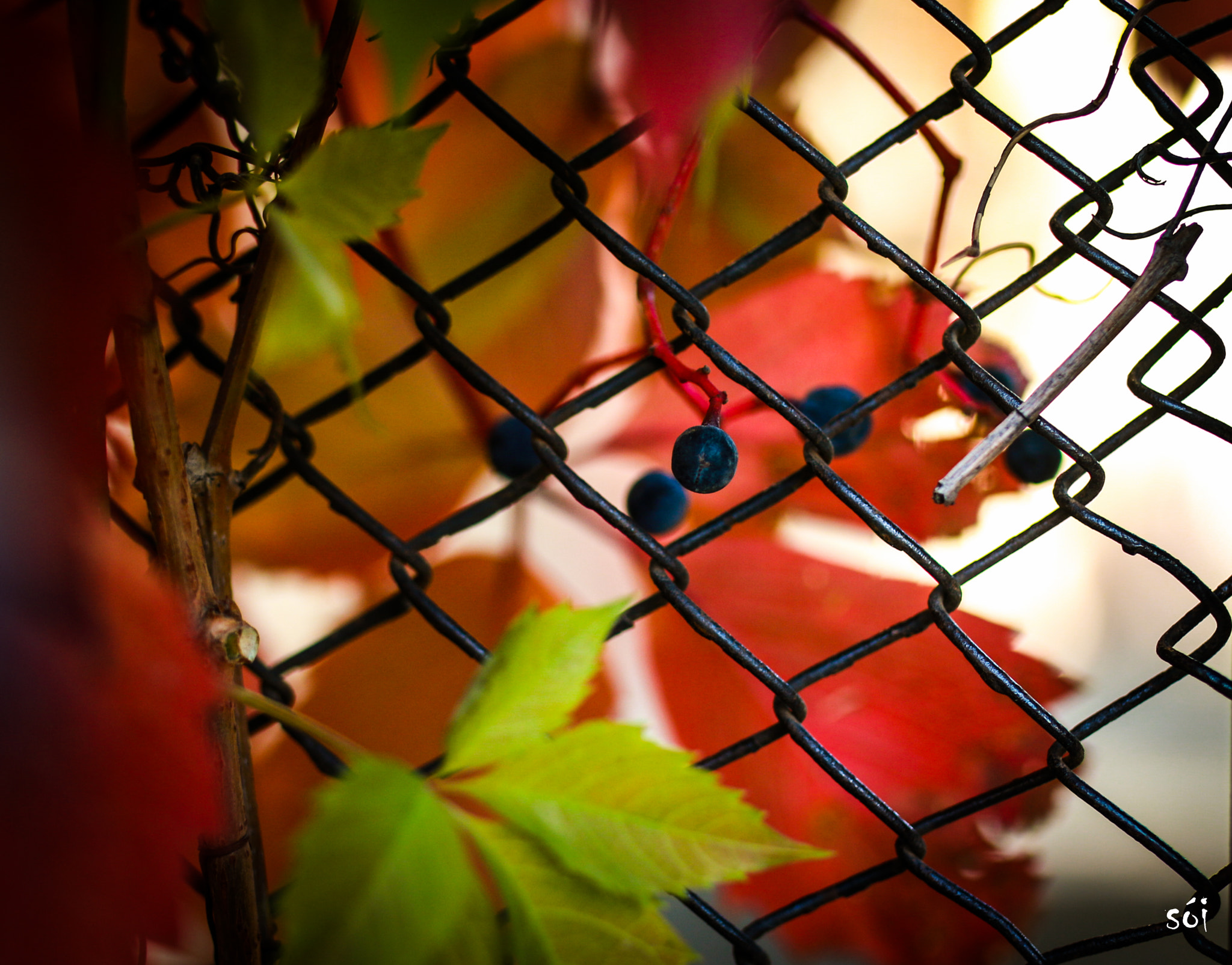 Canon EOS 70D + Sigma 35mm F1.4 DG HSM Art sample photo. Img photography