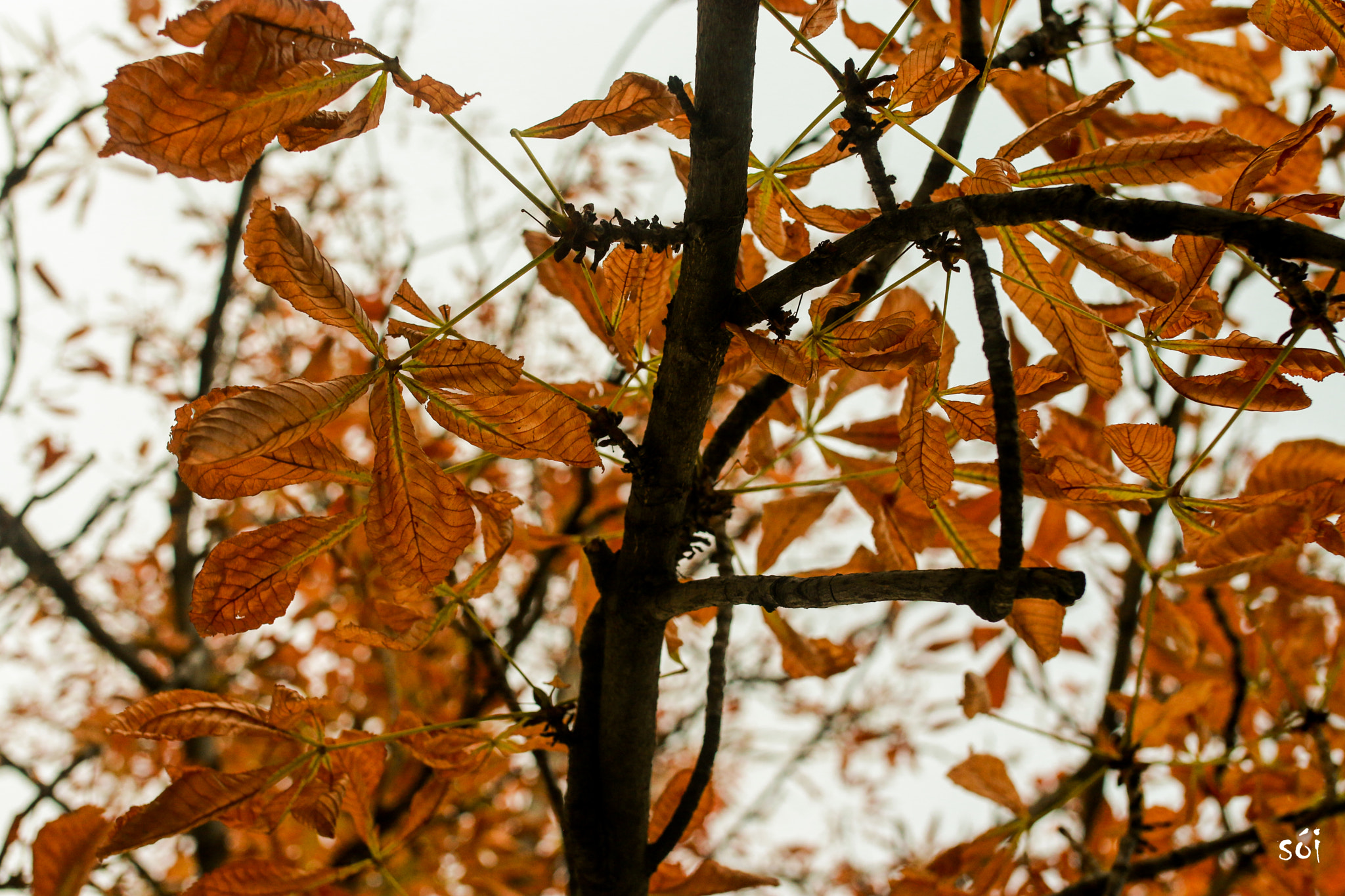 Canon EOS 70D + Sigma 35mm F1.4 DG HSM Art sample photo. Img photography
