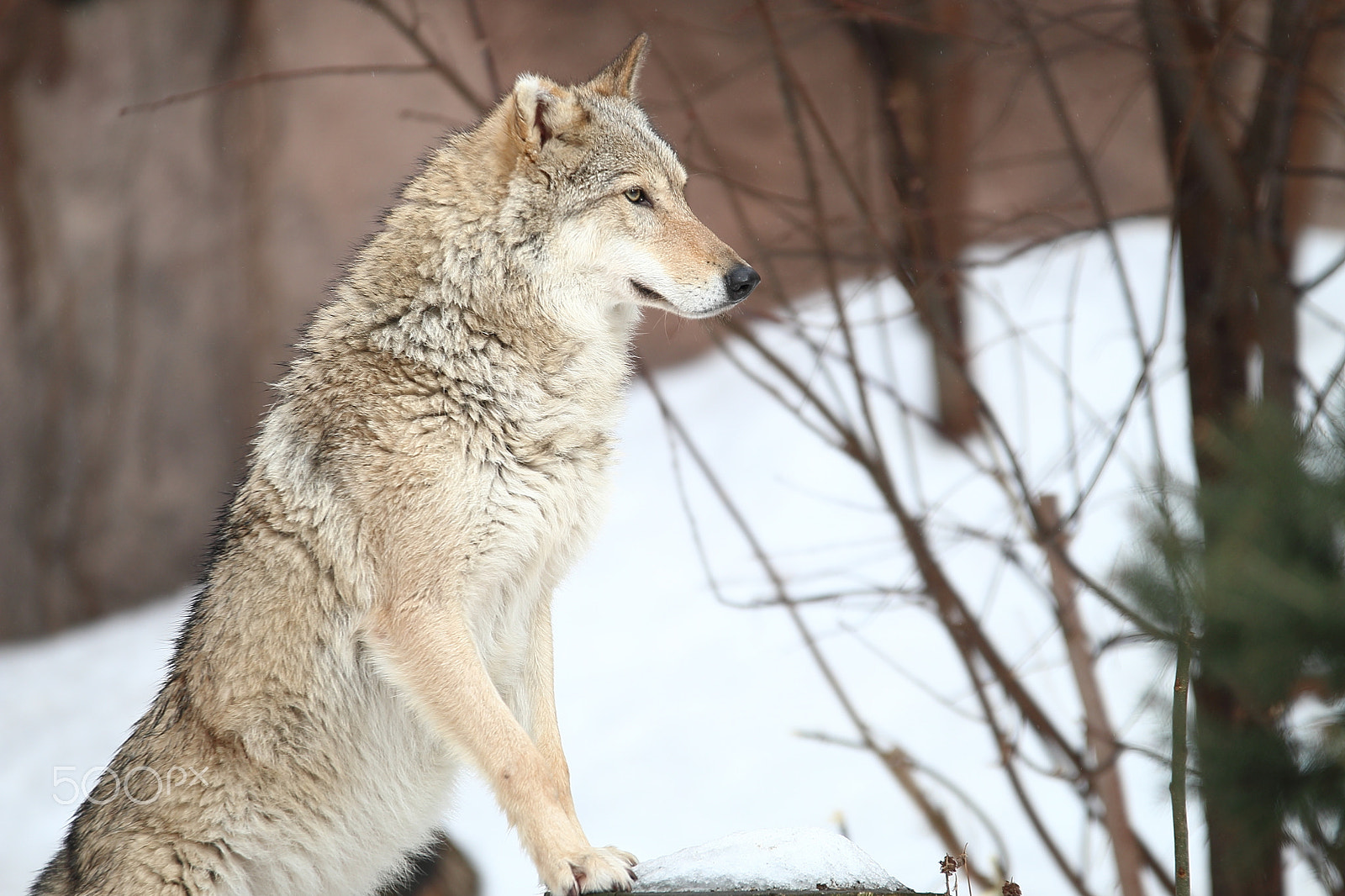 Sigma 70-200mm F2.8 EX DG OS HSM sample photo. Wolf photography