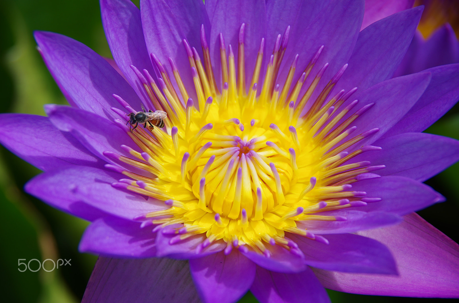 Pentax K-5 sample photo. Tiptoe time photography