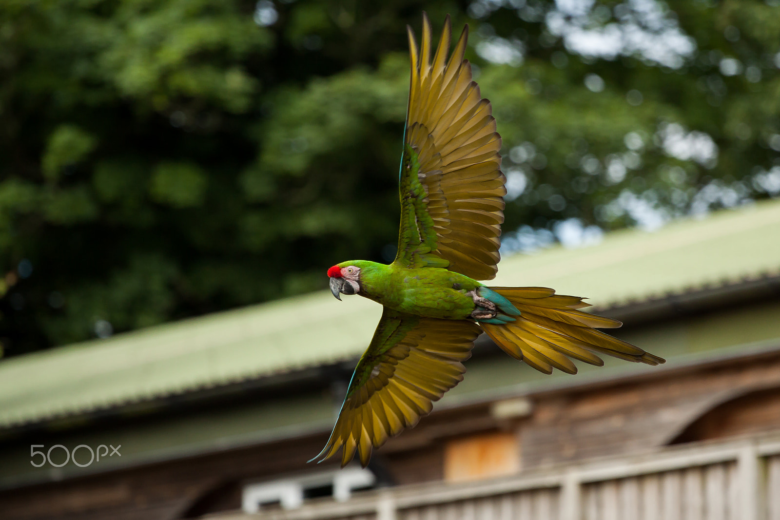 Canon EOS 50D + Canon EF 70-200mm F4L USM sample photo. ... photography