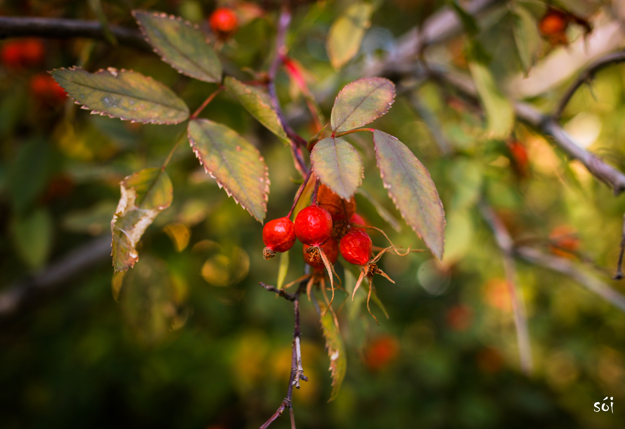 Canon EOS 70D + Sigma 35mm F1.4 DG HSM Art sample photo. Img photography