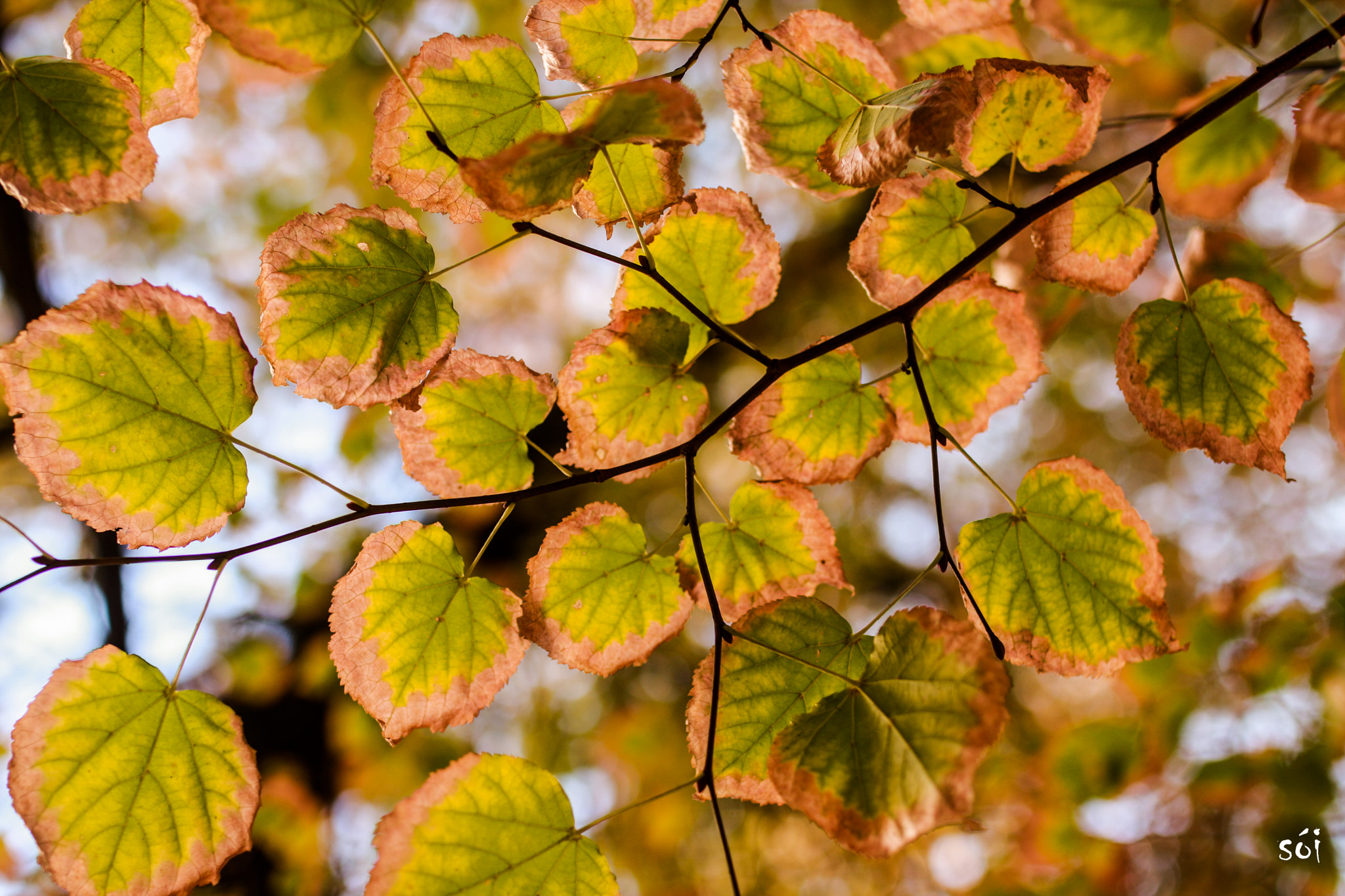 Canon EOS 70D + Sigma 35mm F1.4 DG HSM Art sample photo. Img photography
